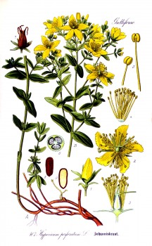 Johanniskraut Kraut bio